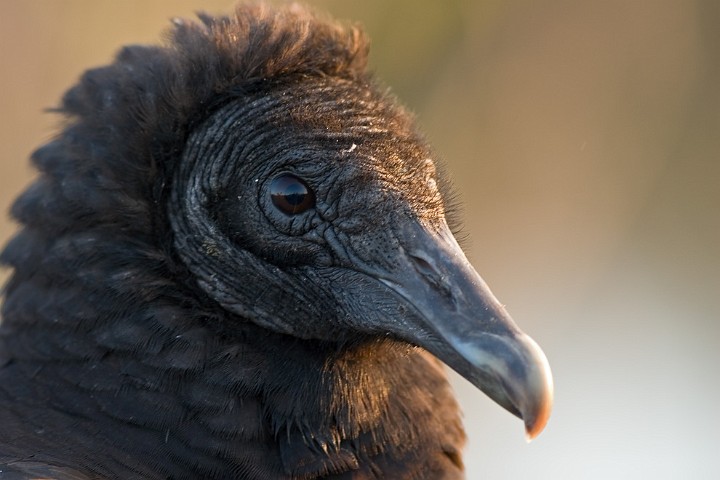 Rabengeier Coragyps atratus Black Vulture